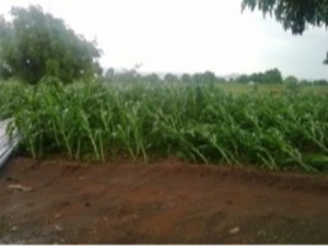 Rain and wind affecting crops